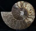 Large Split Ammonite Pair - Agatized #13632-1